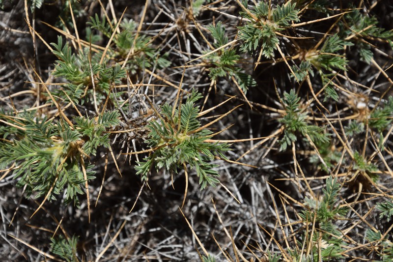 Astragalus ibrahimianus photo 8