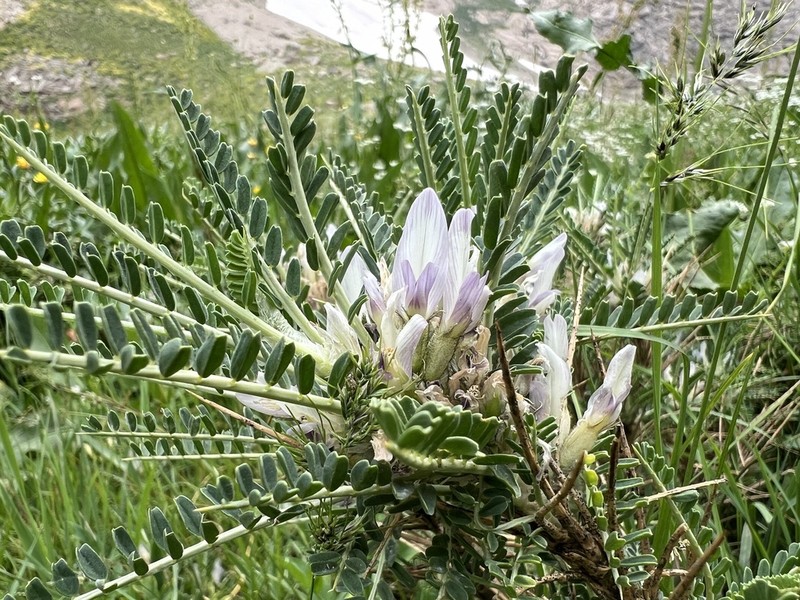 Astragalus icmadophilus