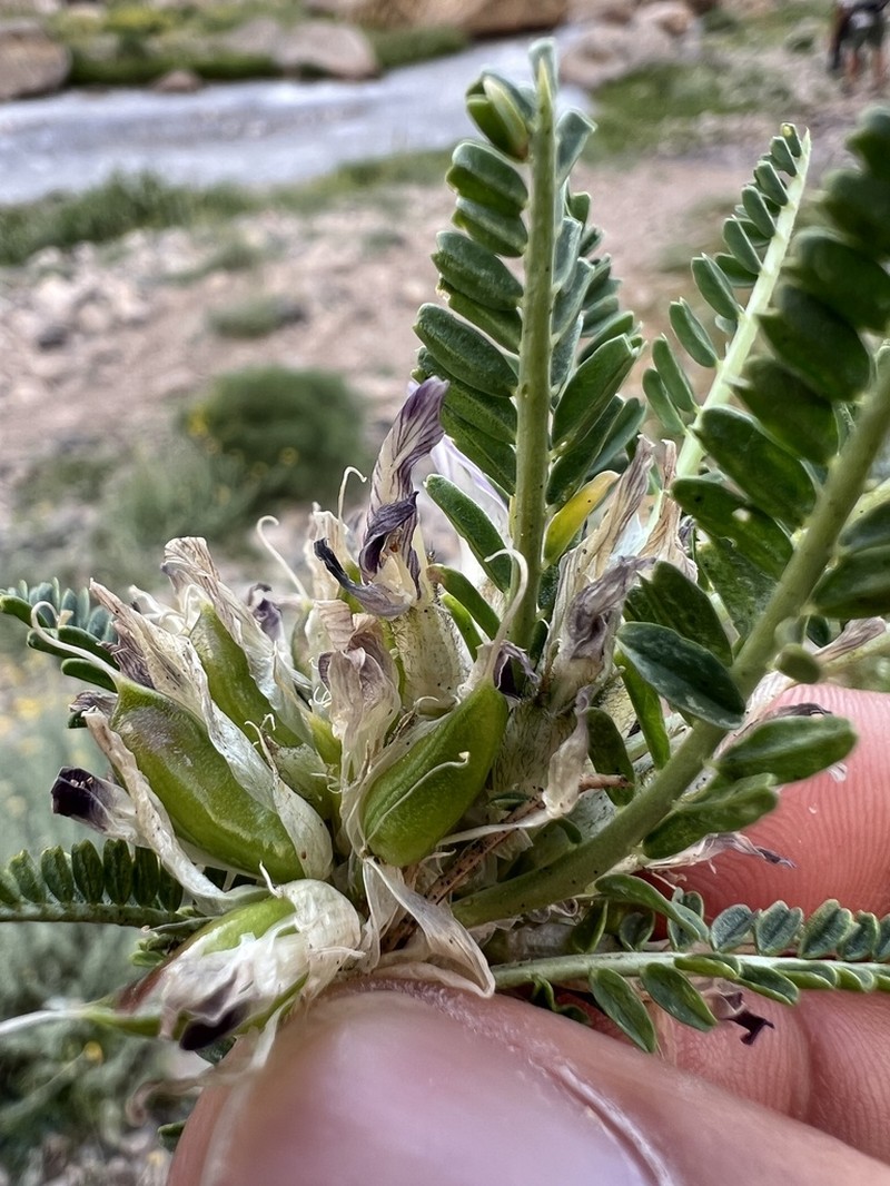 Astragalus icmadophilus photo 2