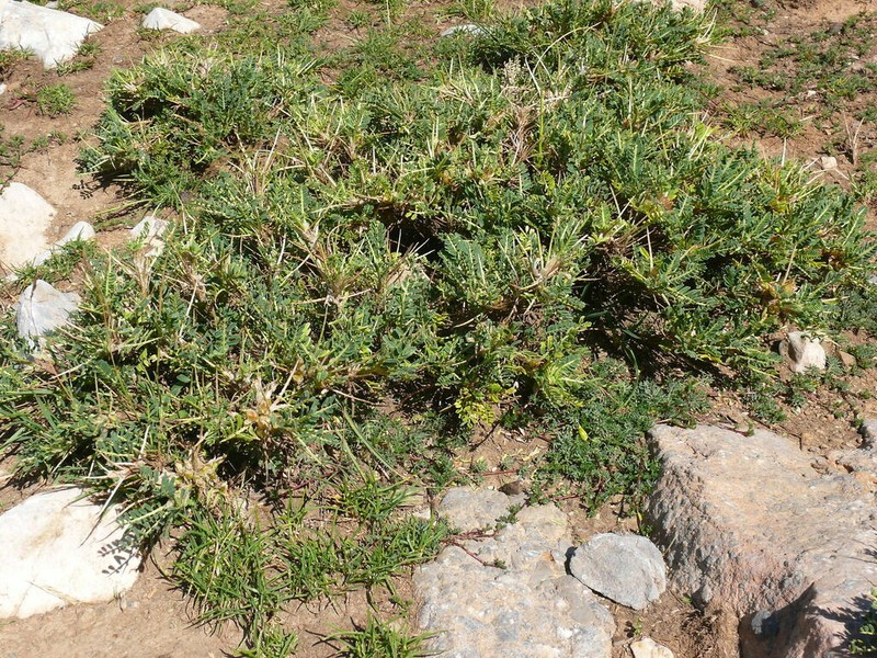 Astragalus icmadophilus photo 3