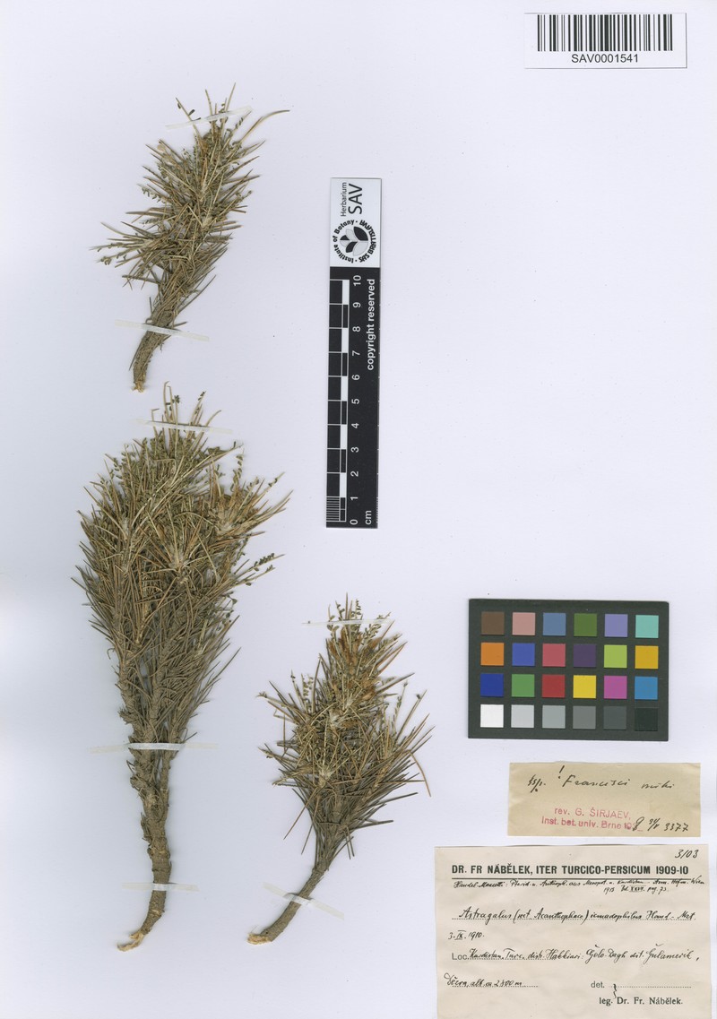 Astragalus icmadophilus photo 4
