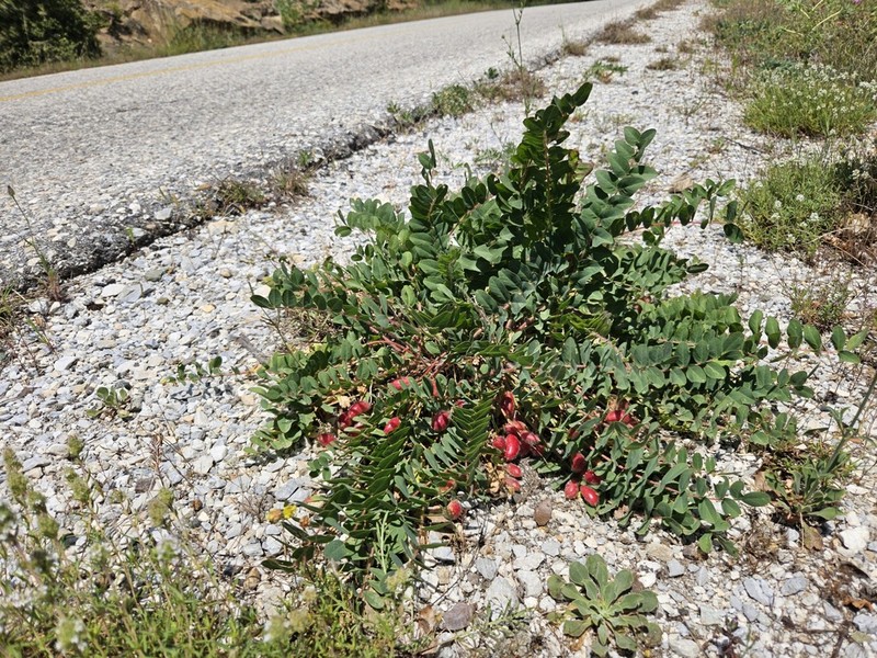 Astragalus ictericus