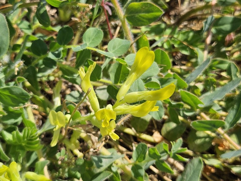 Astragalus ictericus photo 2