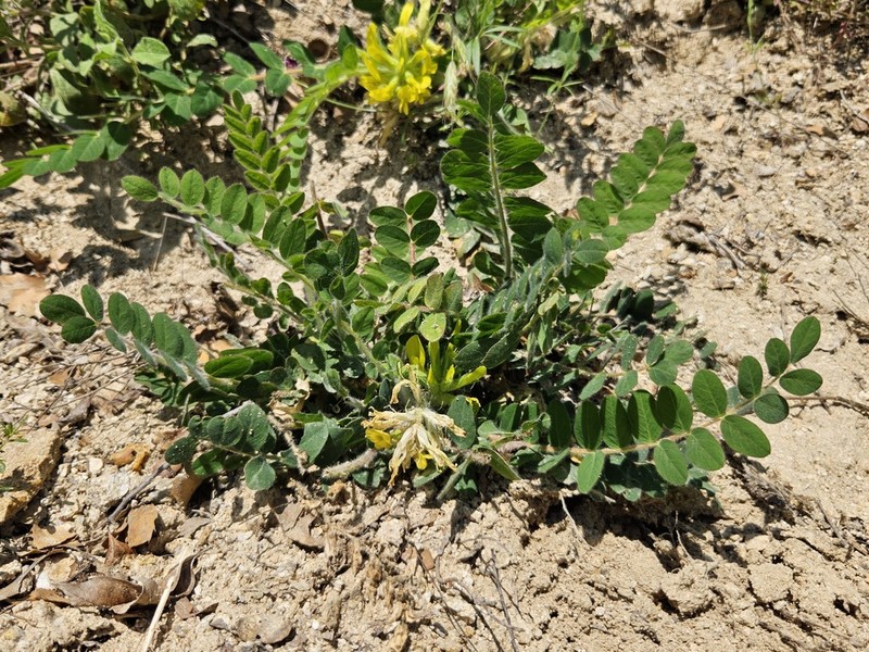 Astragalus ictericus photo 3
