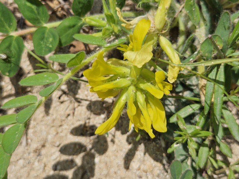 Astragalus ictericus photo 4
