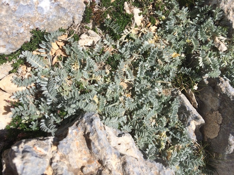Astragalus idaeus photo 2