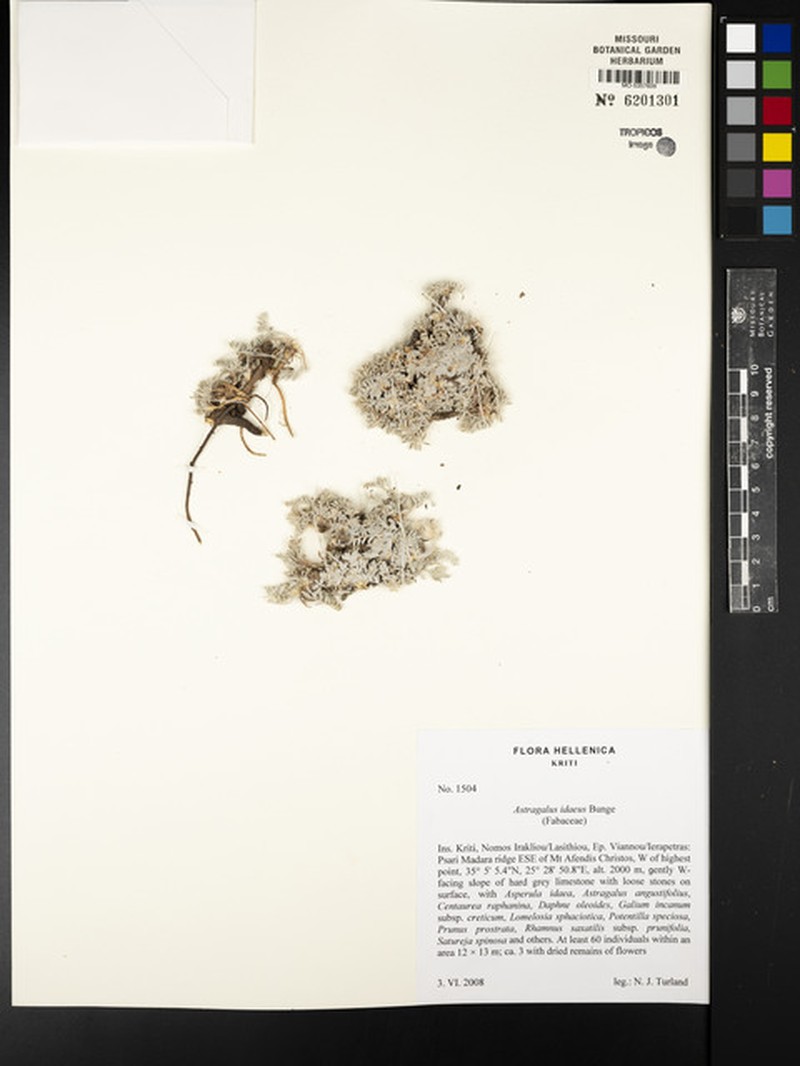 Astragalus idaeus photo 4