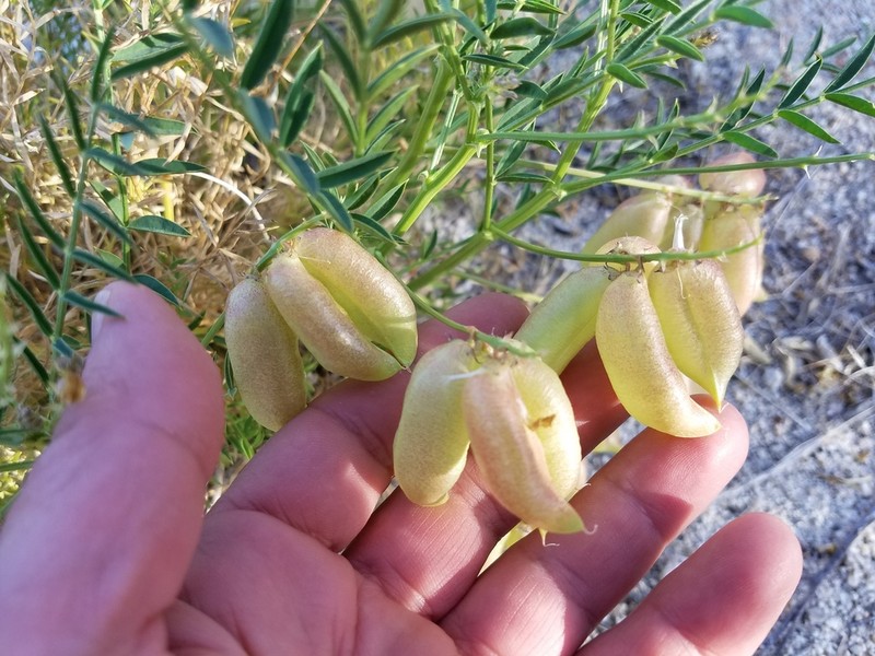 Astragalus idrietorum