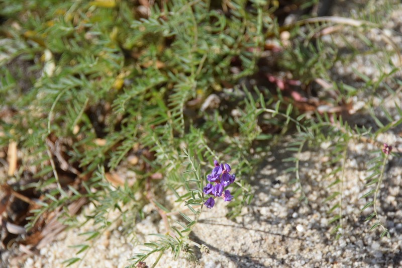 Astragalus idrietorum photo 2