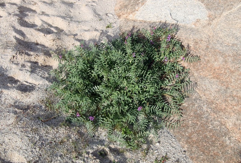 Astragalus idrietorum photo 3