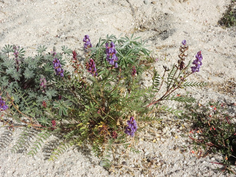 Astragalus idrietorum photo 4
