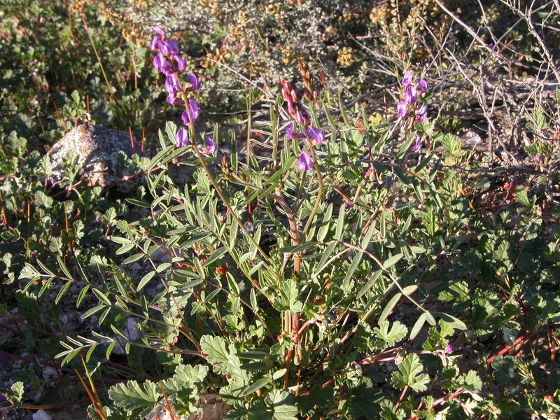 Astragalus idrietorum photo 5