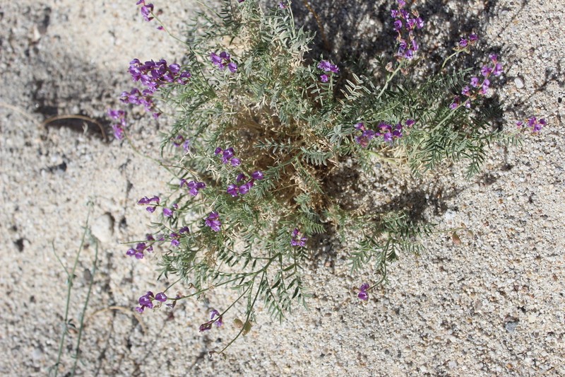 Astragalus idrietorum photo 6