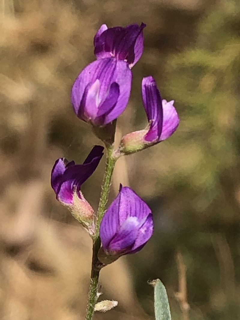 Astragalus idrietorum photo 8