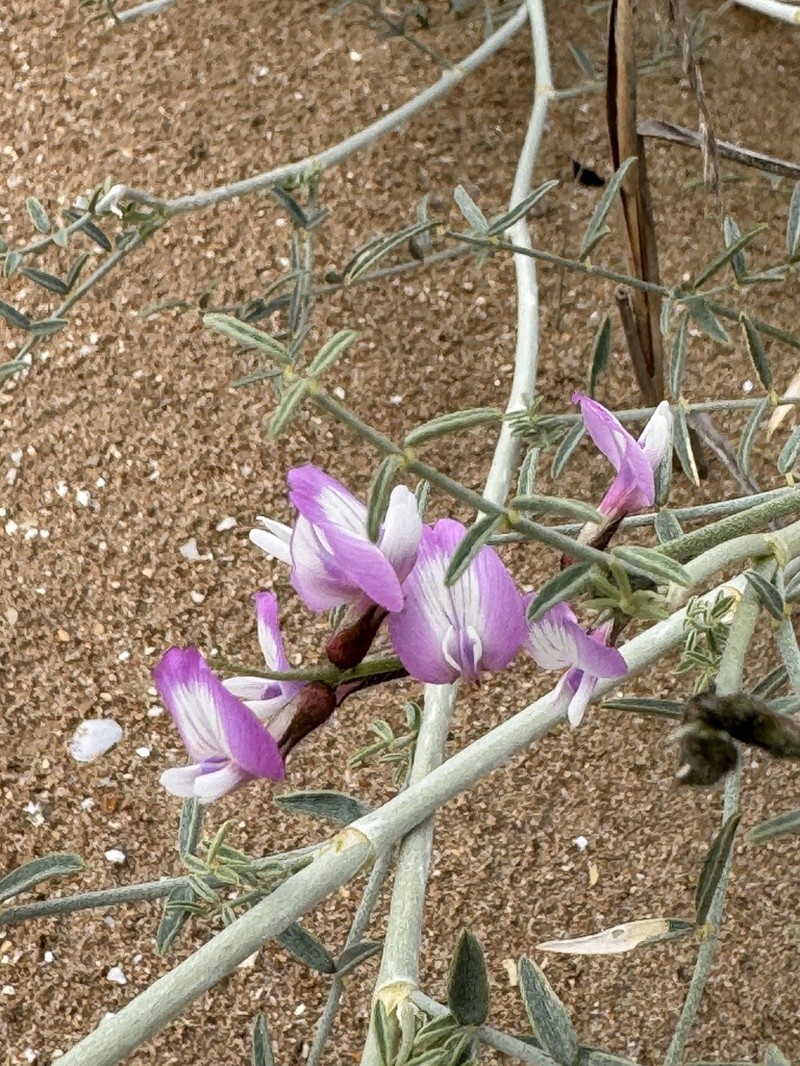 Astragalus igniarius