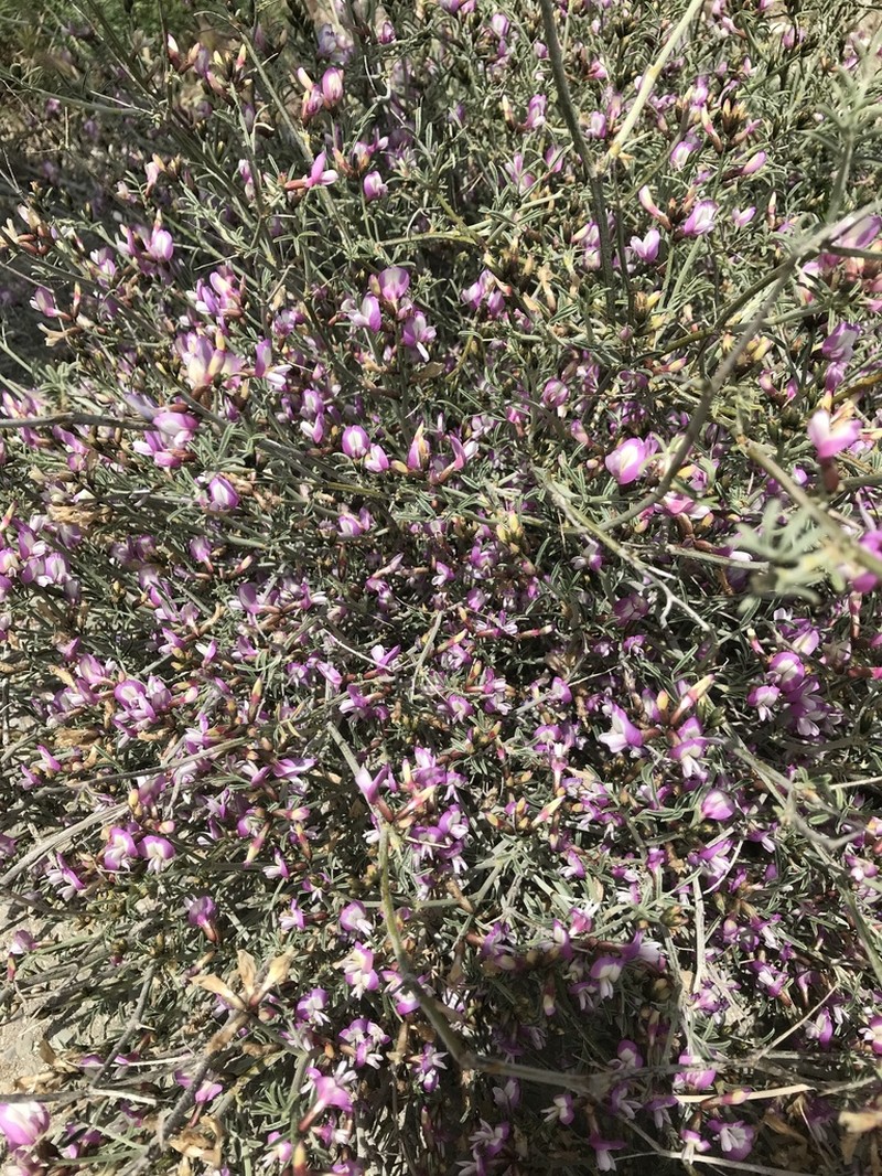 Astragalus igniarius photo 2