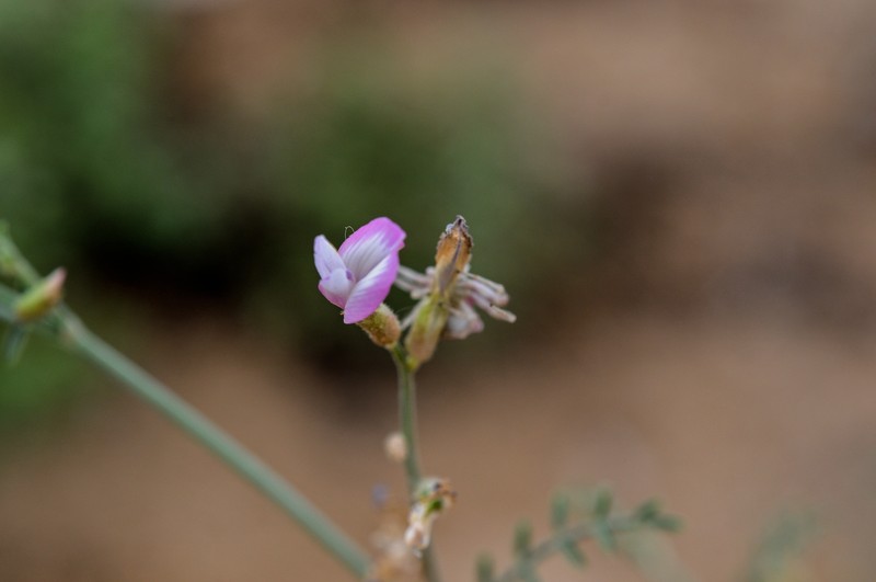Astragalus igniarius photo 3