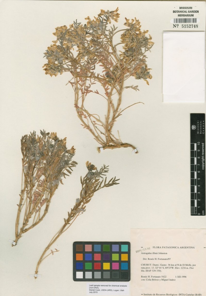 Astragalus illinii