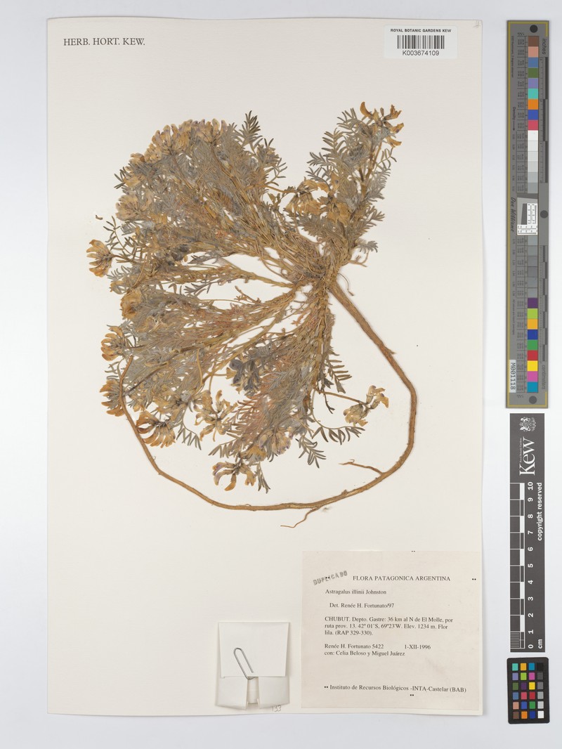 Astragalus illinii photo 2