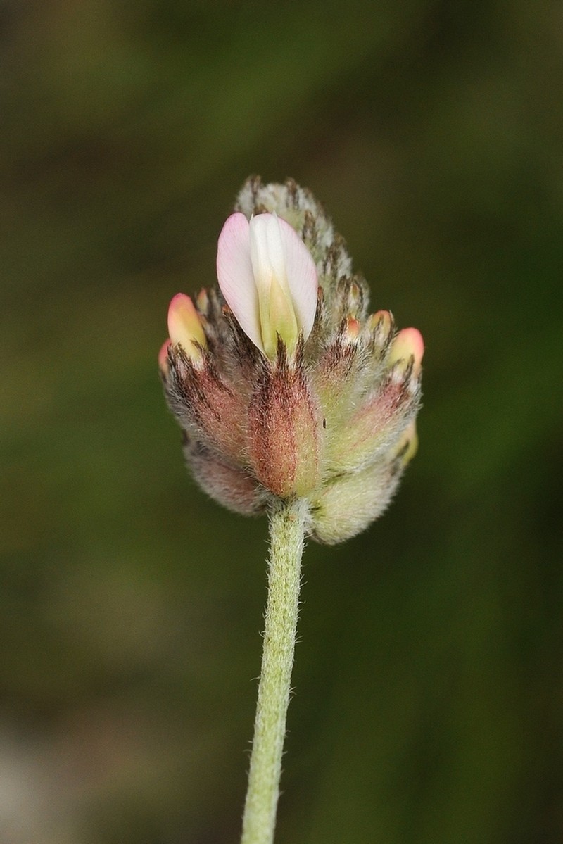 Astragalus inaequalifolius photo 2