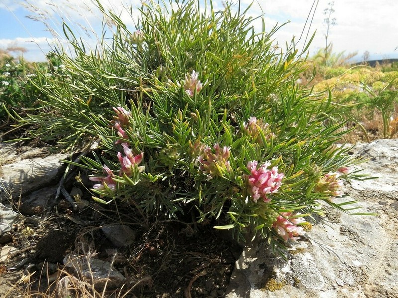 Astragalus inaequalifolius photo 3