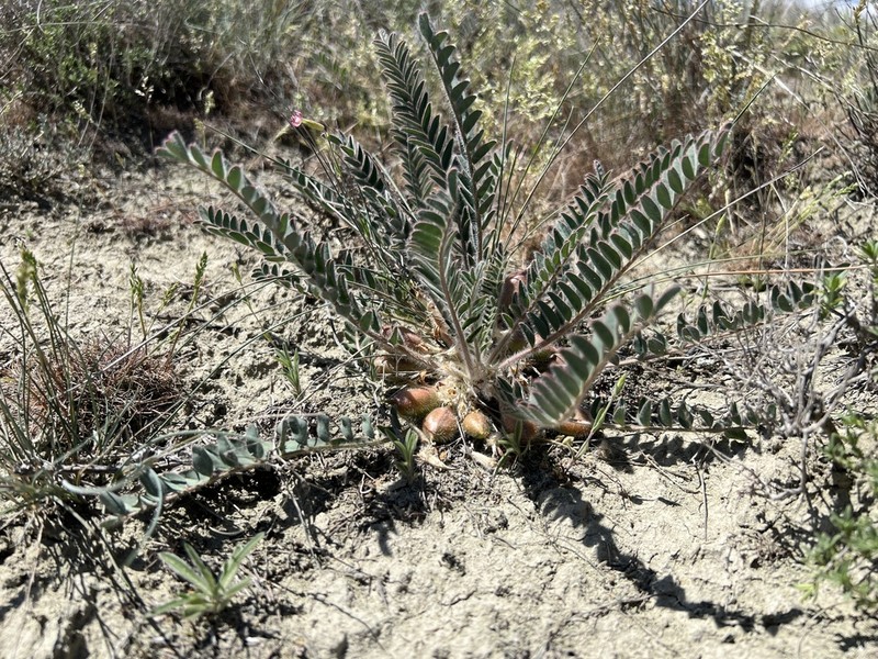 Astragalus inaniae