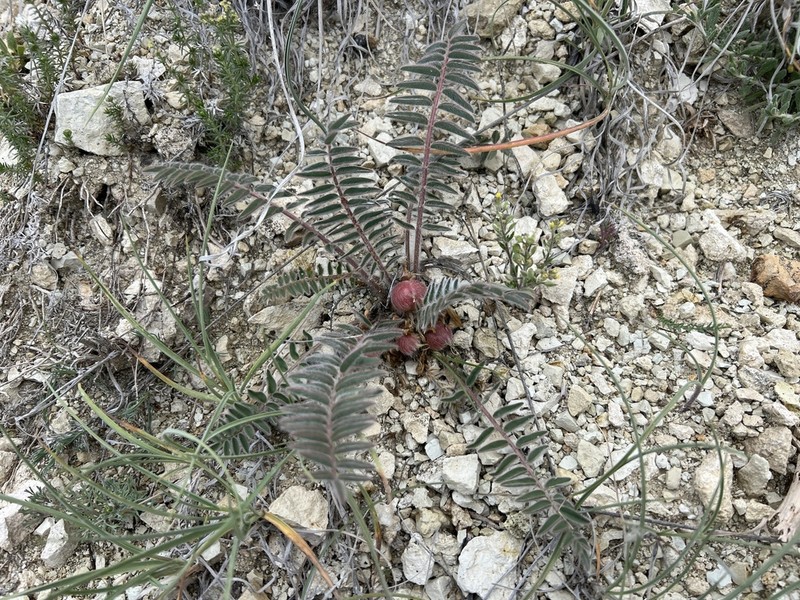 Astragalus inaniae photo 2