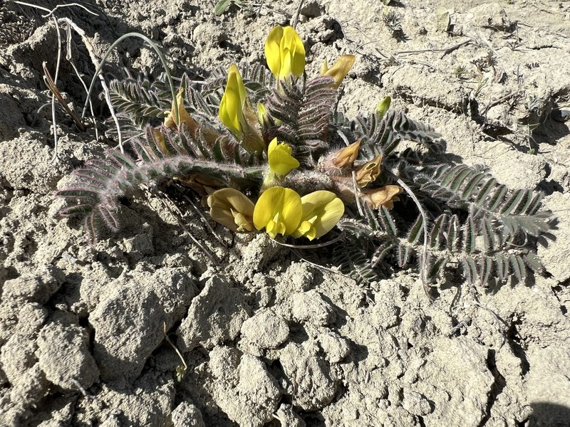 Astragalus inaniae photo 3