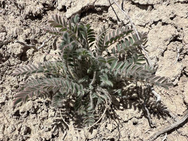 Astragalus inaniae photo 5
