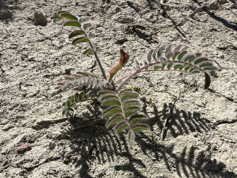 Astragalus inaniae photo 6