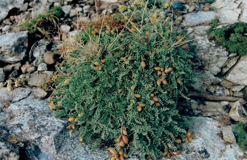 Astragalus incanus