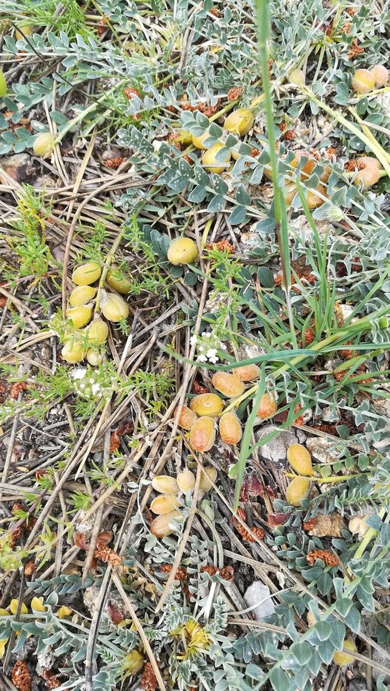 Astragalus incanus photo 2