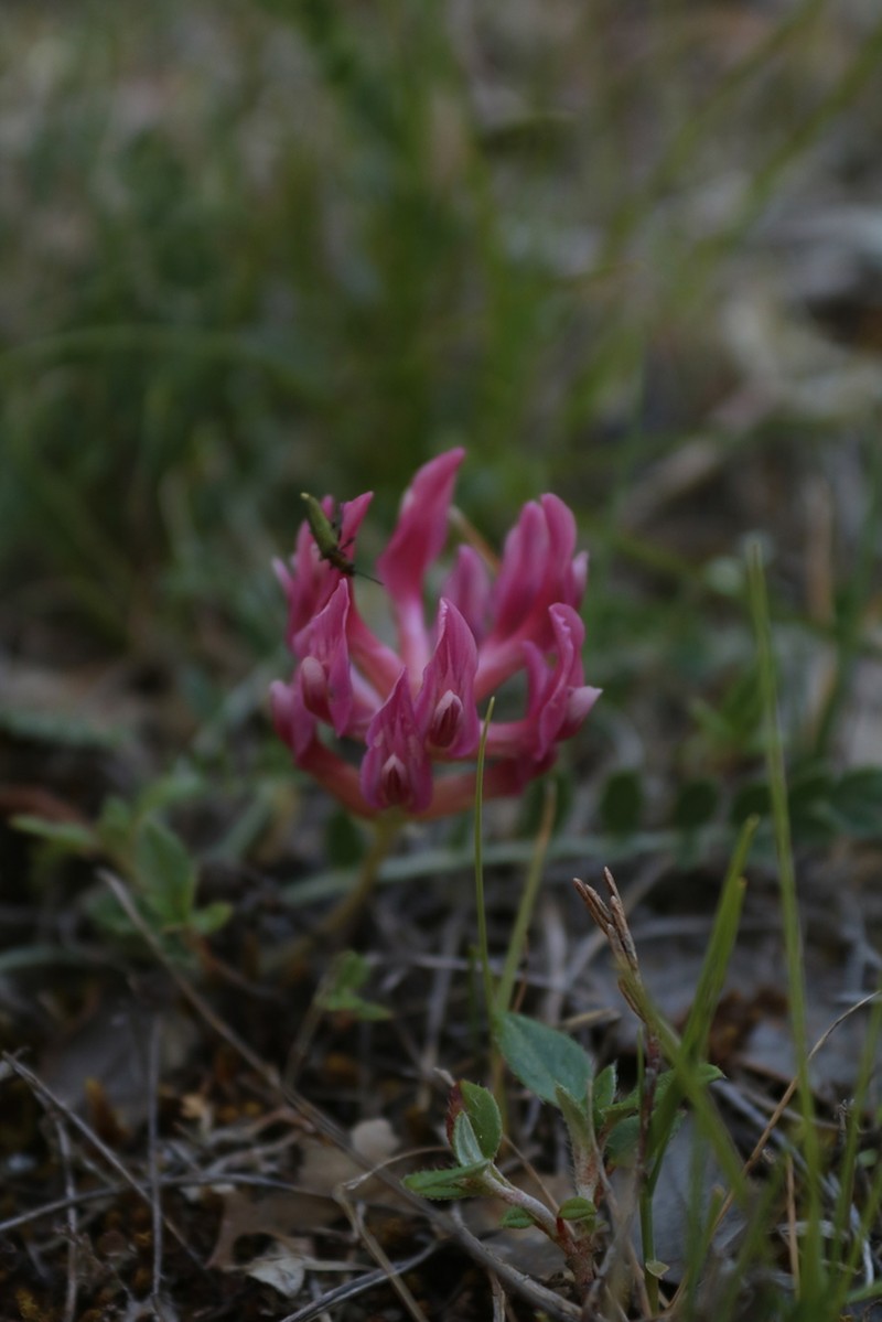 Astragalus incanus photo 3