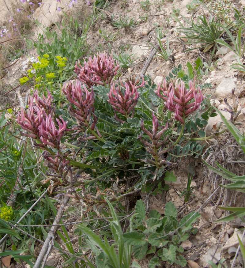 Astragalus incanus photo 4