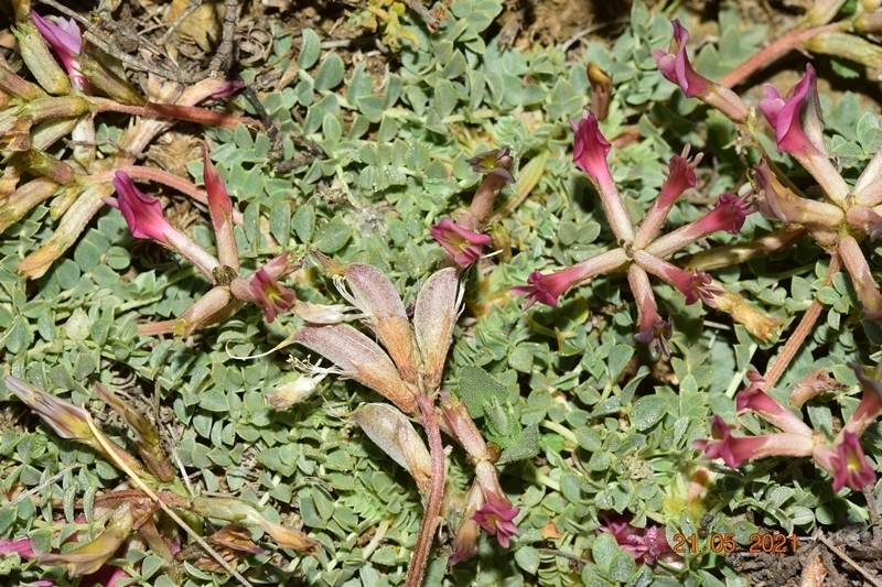 Astragalus incanus photo 5