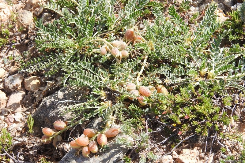 Astragalus incanus photo 6