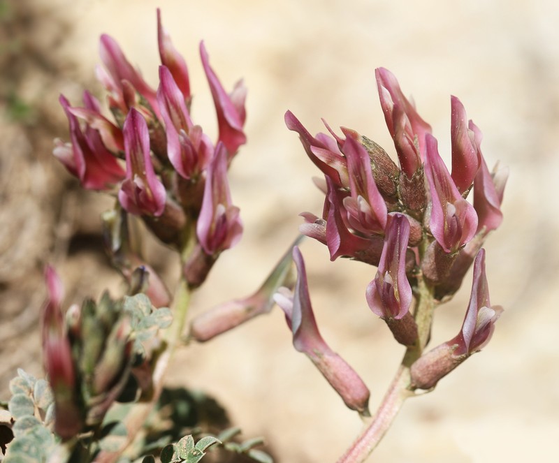 Astragalus incanus photo 7