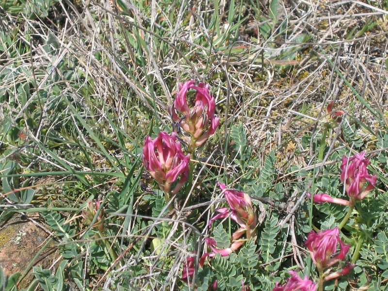 Astragalus incanus photo 8