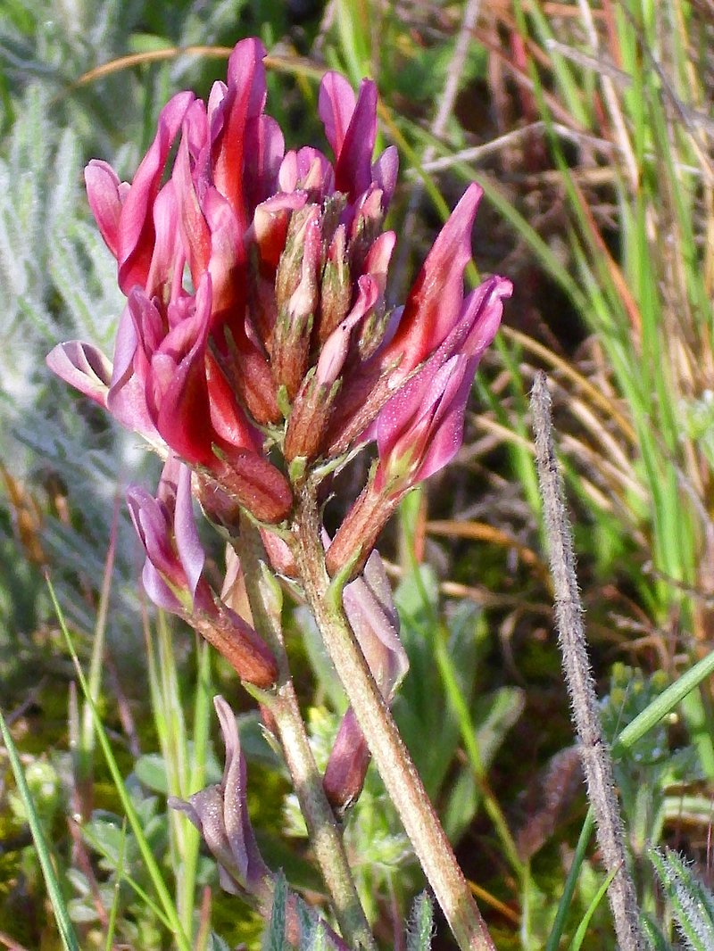 Astragalus incanus
