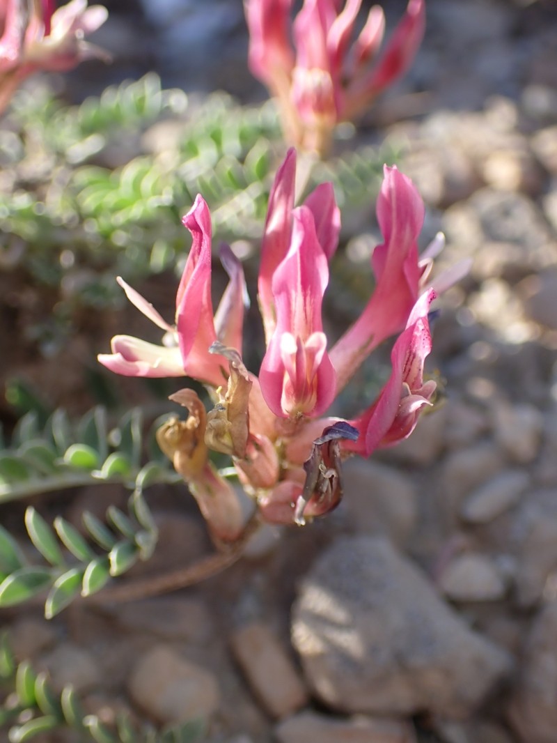 Astragalus incanus subsp. incanus