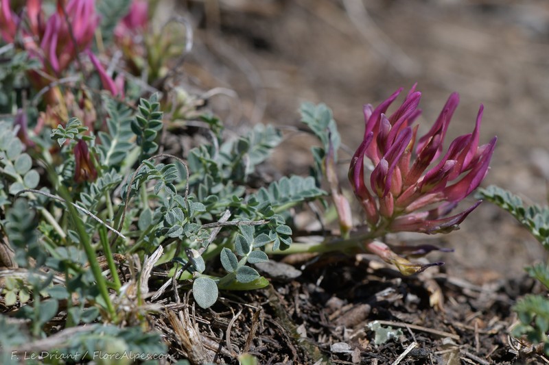 Astragalus incanus subsp. incanus photo 2