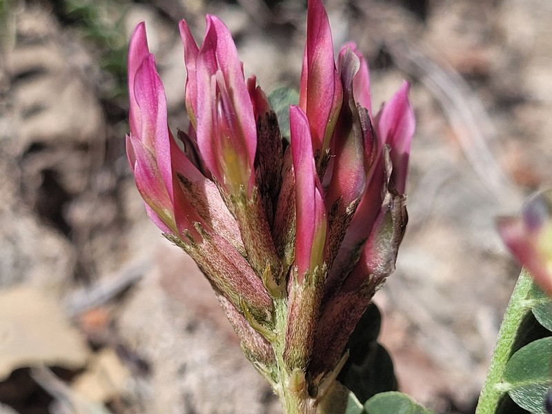 Astragalus incanus subsp. incanus photo 3