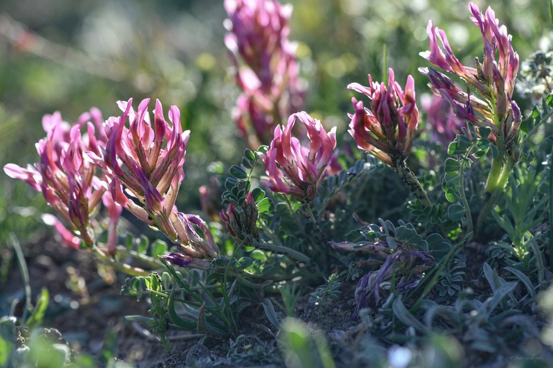 Astragalus incanus subsp. incanus photo 4