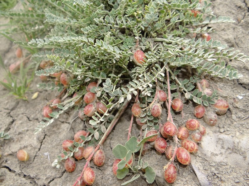 Astragalus incanus subsp. nummularioides