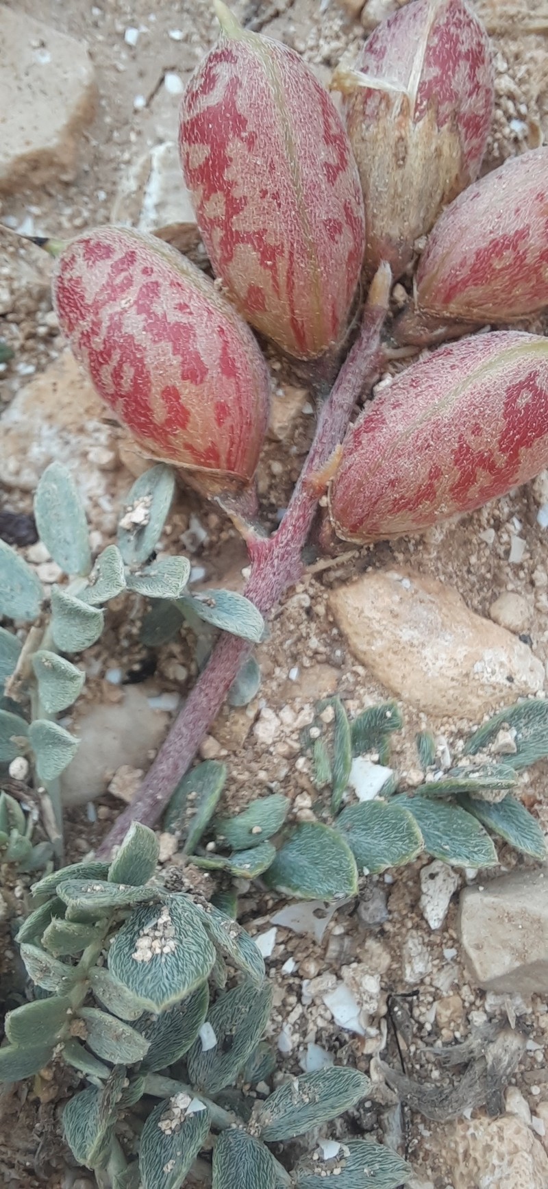 Astragalus incanus subsp. nummularioides photo 2
