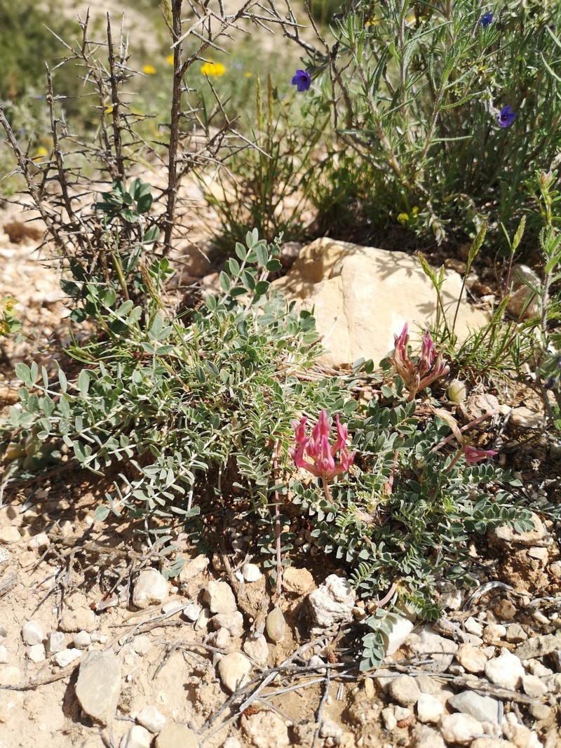 Astragalus incanus subsp. nummularioides photo 3