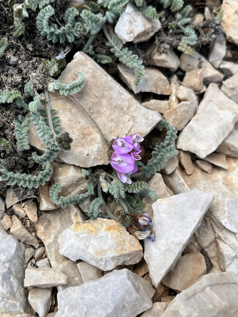 Astragalus incertus photo 2
