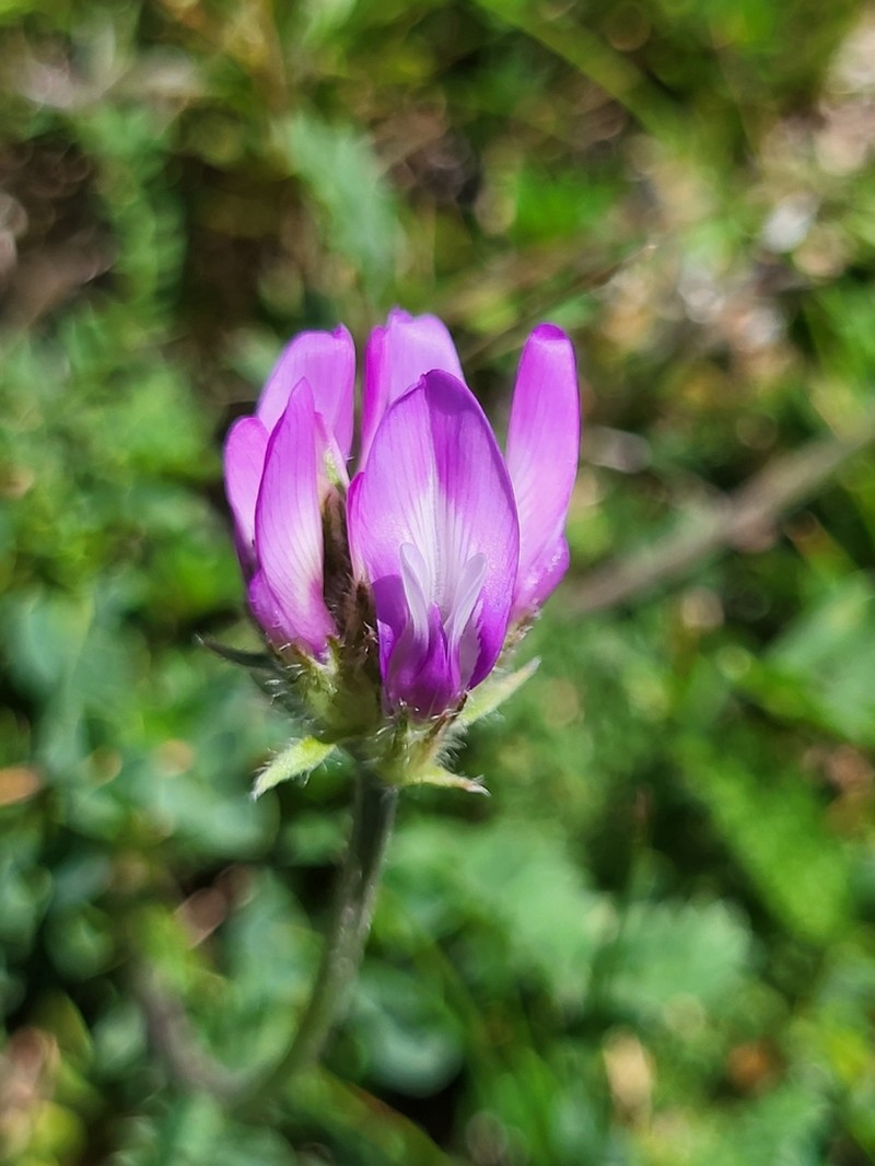 Astragalus incertus photo 3