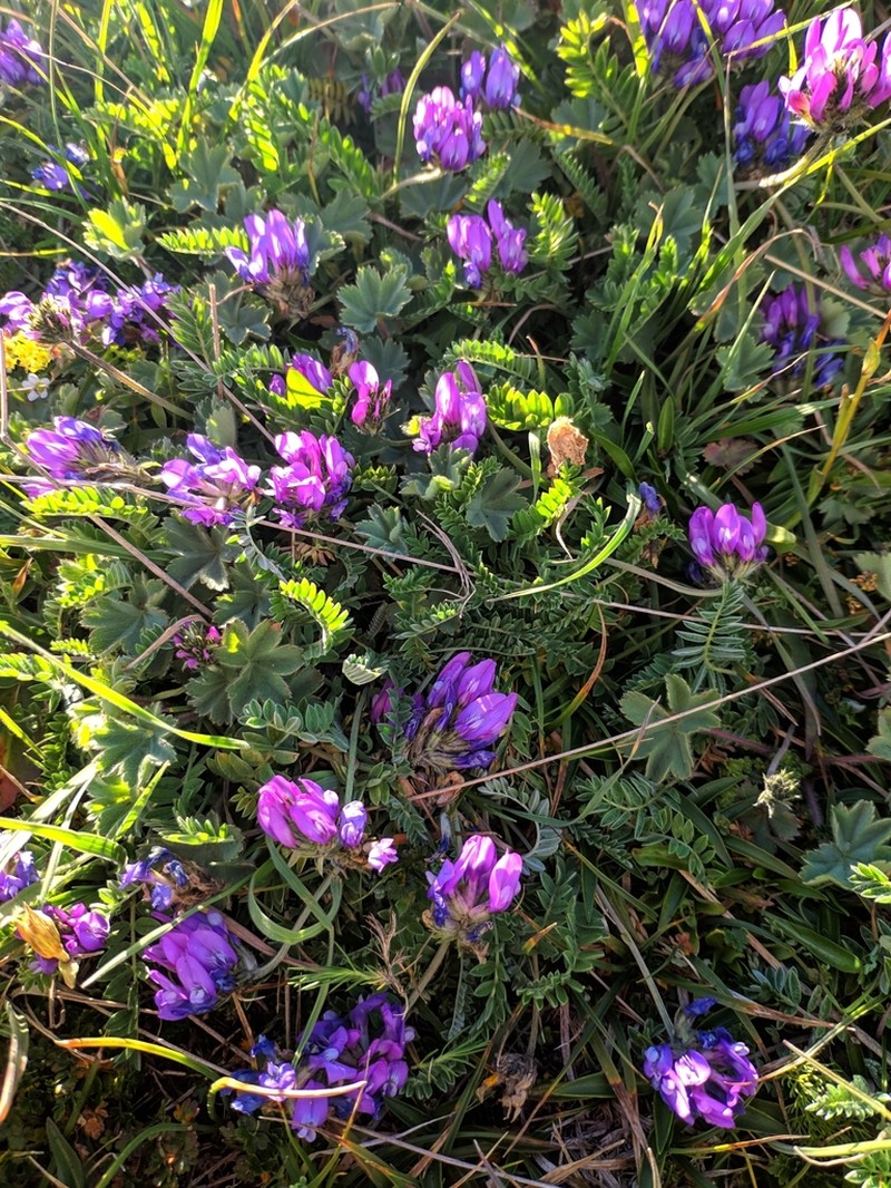 Astragalus incertus photo 4