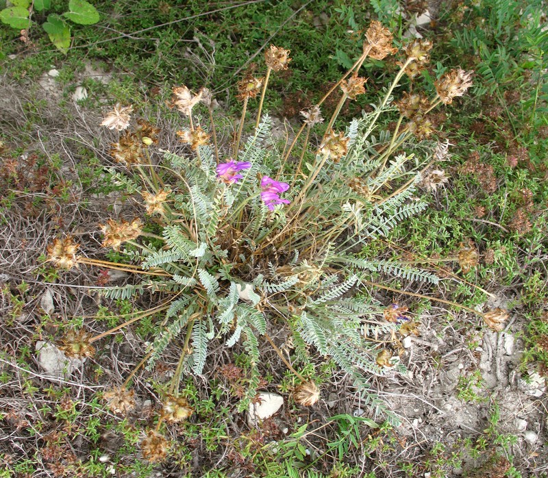 Astragalus incertus photo 5